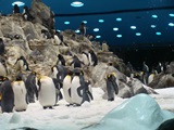 Pinguine im Loro Parque